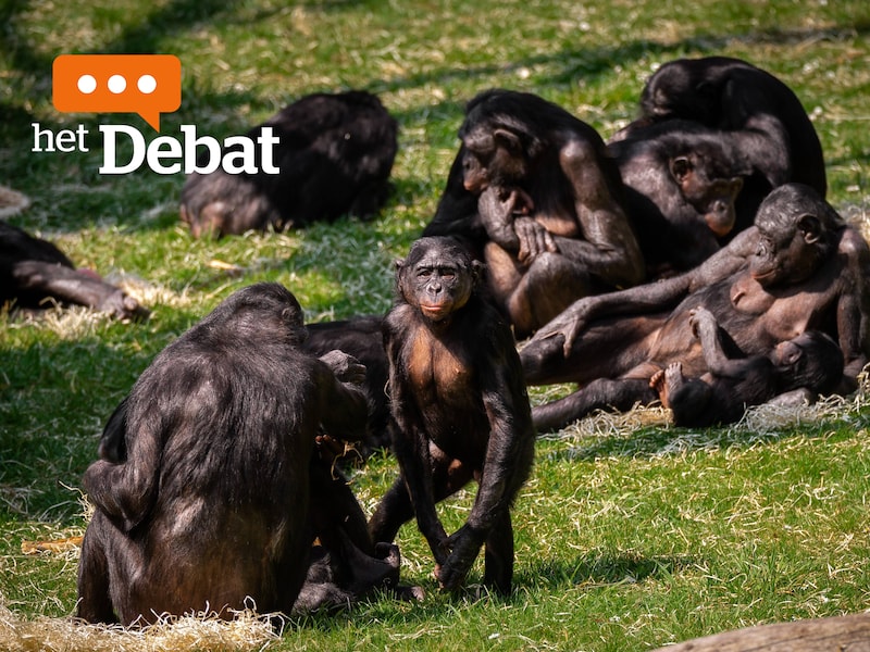 Zullen deze bonobo’s in ZOO Antwerpen binnenkort iets merken van de miljoenebesparing?