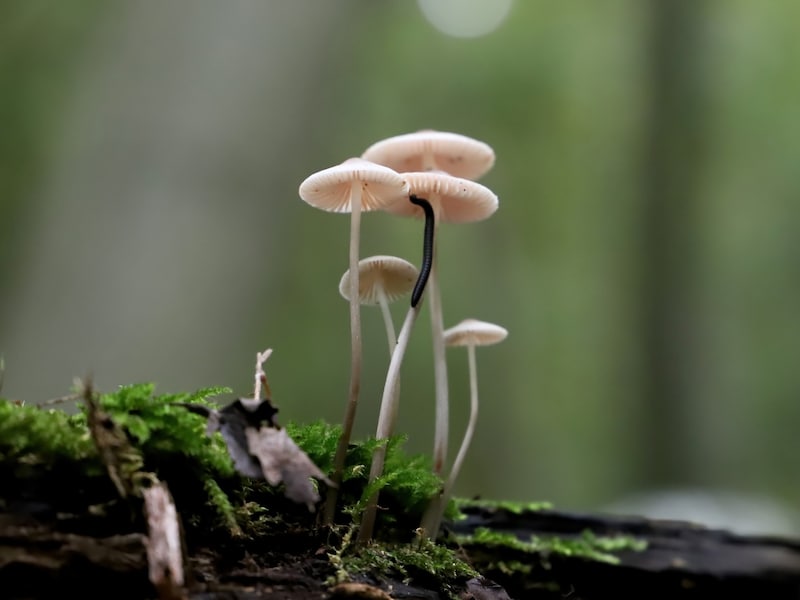 Ga mee paddenstoelen zoeken in Bertembos