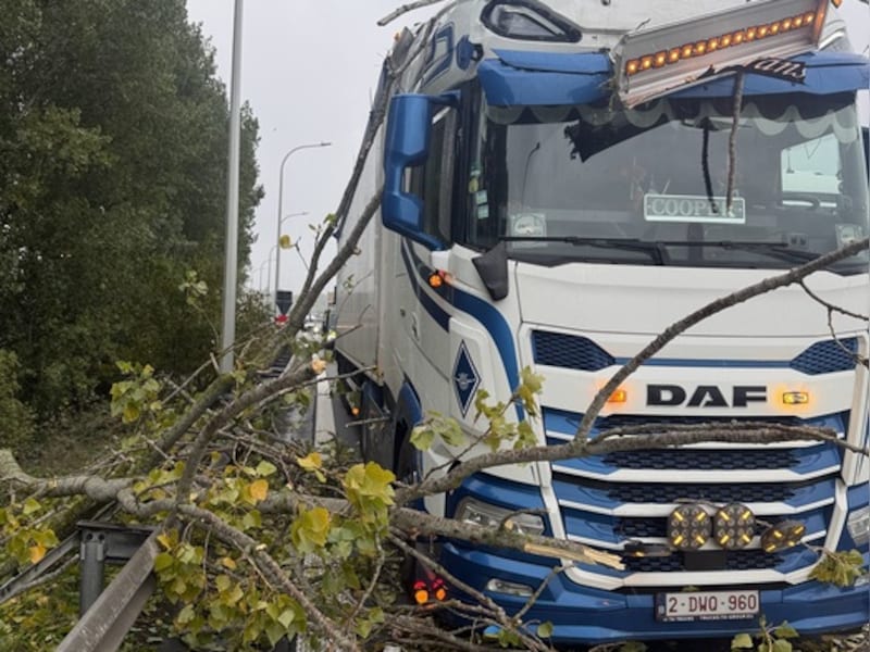 Aan de afrit van de E403 in Ardooie viel een boom op een vrachtwagen
