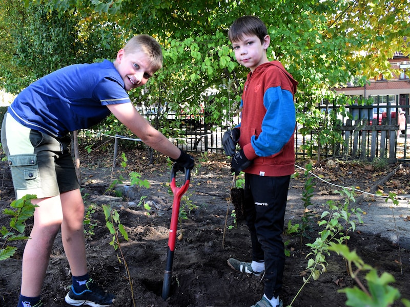 Basisschool in Berlaar brengt 'Week van het bos' naar de speelplaats en plant eigen schoolbos