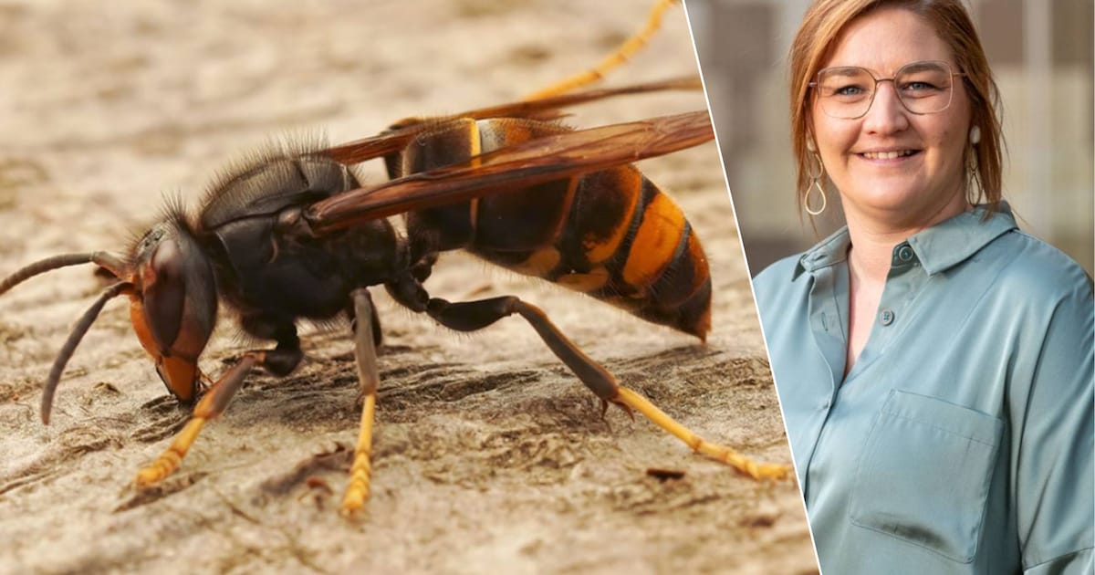 Willebroek voert subsidie in voor bestrijding Aziatische hoornaar: “Kostprijs mag geen drempel vorme