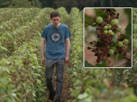 Wijnboer Laurens Vleminckx vertelt bij VTM NIEUWS hoe zijn wijnranken lijden onder de hitte., Inzet: de druiven van Laurens verschrompelen tot rozijnen door de hitte.