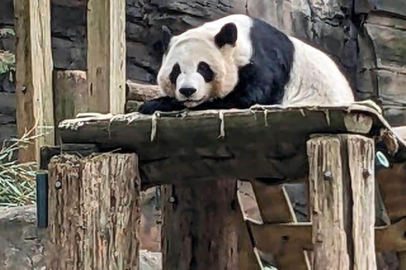 One of the four pandas that the Atlanta Zoo used to have.