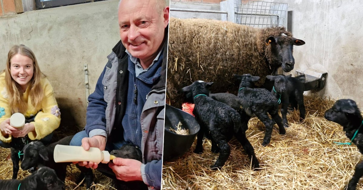 KIJK. Schaap bevalt van gezonde zesling in Tielt: “Ik heb ze toch een ...