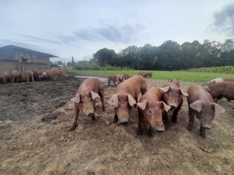 De buitenvarkens van De Seizoenschuur in Schellebelle.