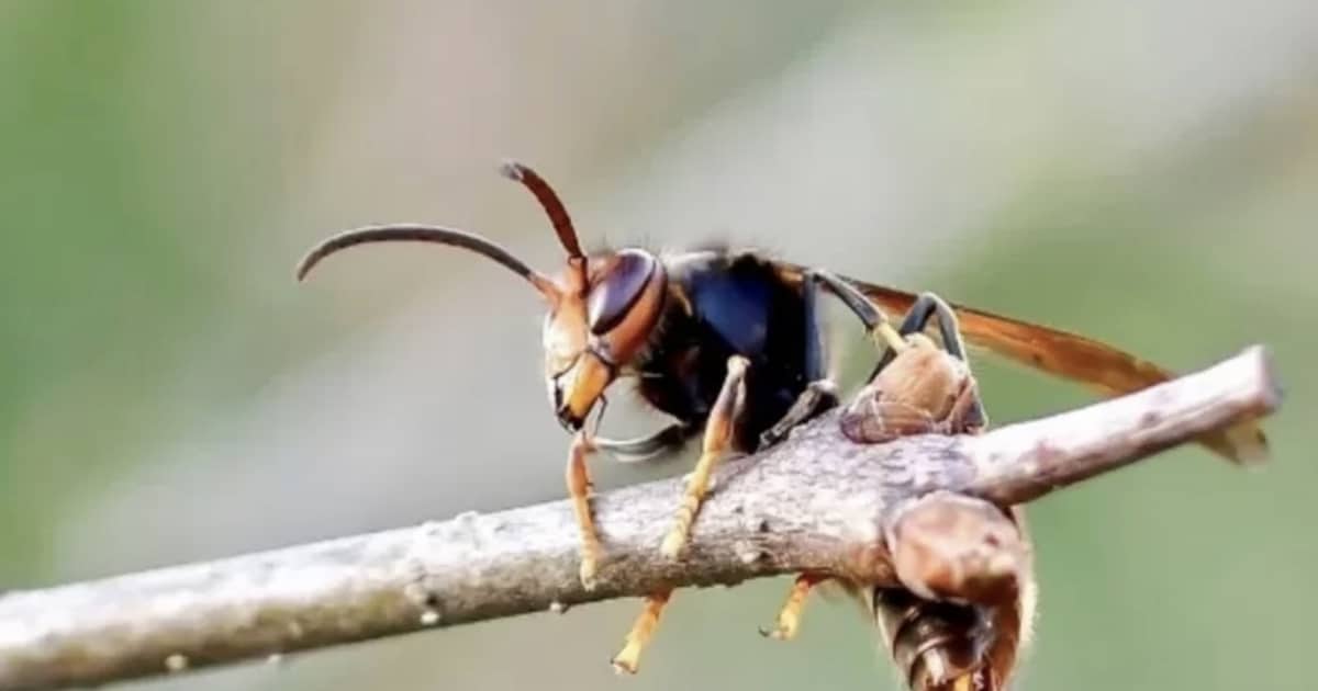 Infosessie over Aziatische hoornaar op 11 maart in Lovendegem