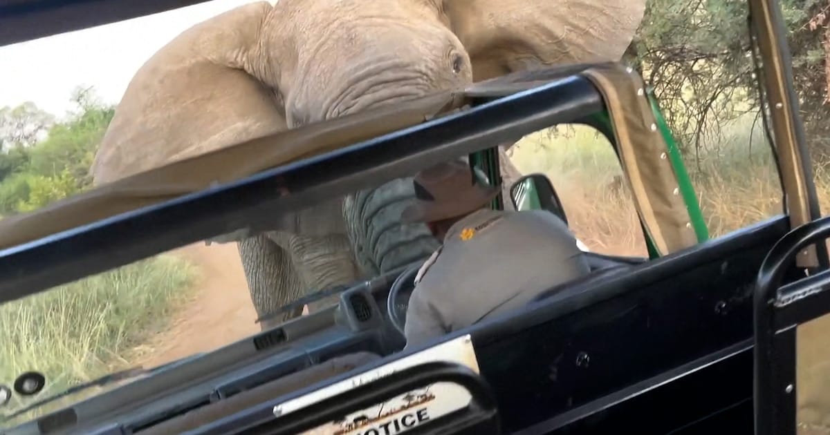 Olifant doodt 80-jarige toerist in Zambia | Nieuws | HLN.be