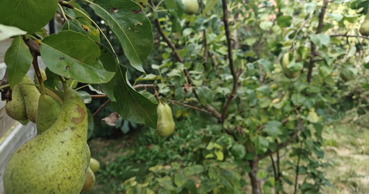 Behaag je tuin met groepsaankoop inheems en streekeigen plantgoed ...