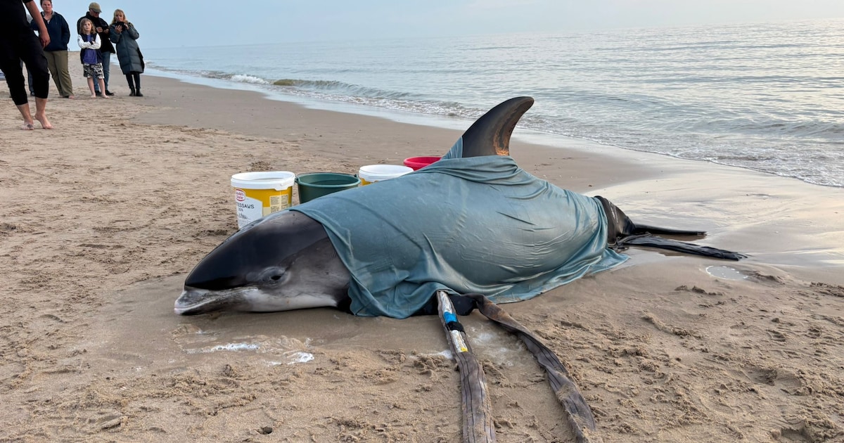 Zeldzame witsnuitdolfijn levend gestrand in Egmond aan Zee