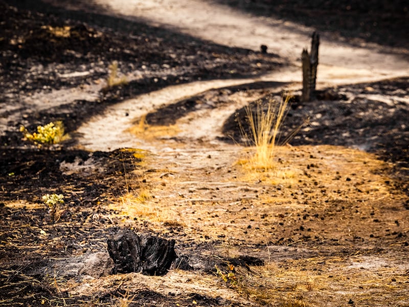 Code geel voor brandgevaar blijft van kracht in Vlaams-Brabantse natuurgebieden