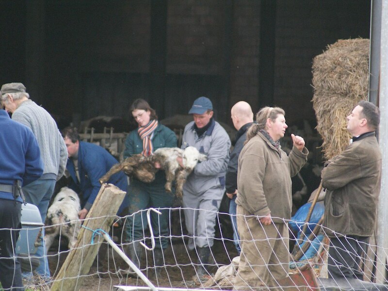 Beeld van één van de inbeslagnames op de boerderij in Pepingen.
