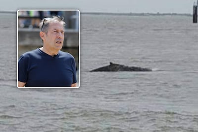 Bultrug zwemt uitzonderlijk ver in Westerschelde en is nu al in Nederland: “Hij zat bijna in de haven van Antwerpen”