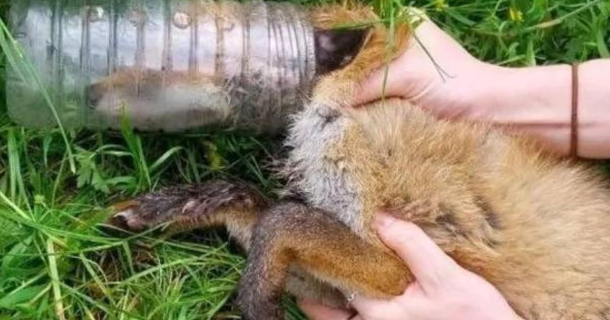 Jonge vos zit bijna twee dagen vast met hoofd in plastic fles: dierenredders bevrijden hem op het ni