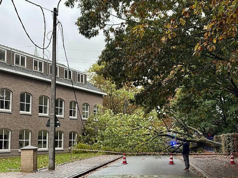 In de Blinde-Rodenbachstraat in Rumbeke sneuvelde een ferme boom. Doorgaand verkeer was meteen niet meer mogelijk.