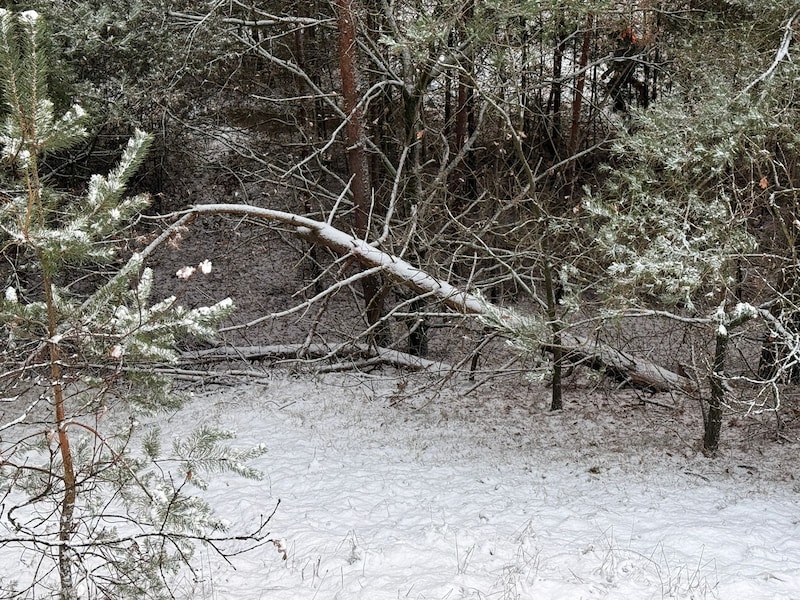 De wagen belandde na het ongeval tussen de bomen langs de kant van de weg.