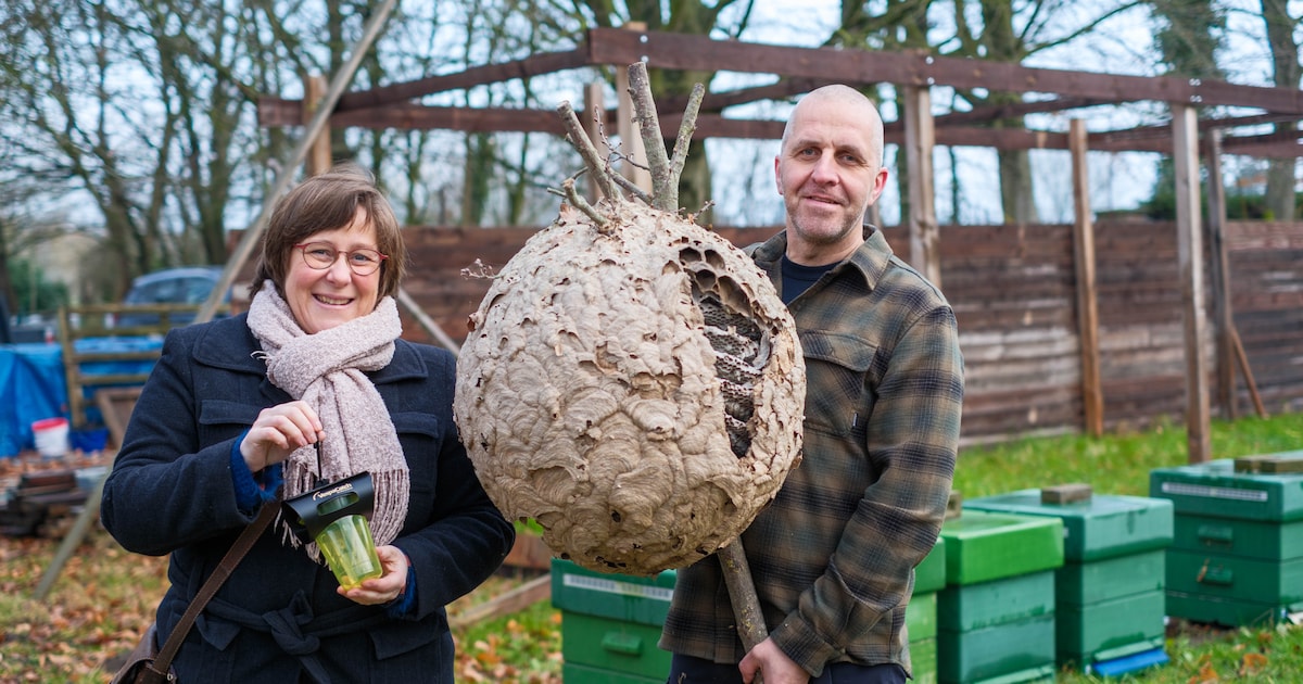 Gratis infoavond over Aziatische hoornaar in Berlaar: “Zo kan iedereen helpen om deze invasieve wesp