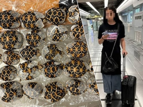 De Taiwanese vrouw zou van plan zijn geweest om de schildpadden mee naar huis te smokkelen om ze daar te verkopen op de zwarte markt.