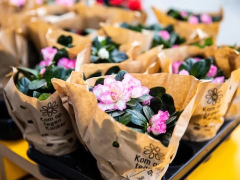 In Dentergem is men op zoek naar vrijwilligers voor de plantjesverkoop ten voordele van Kom op tegen Kanker.