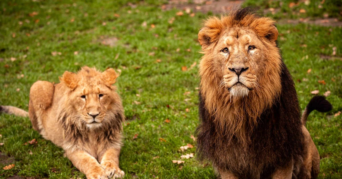 ZOO Planckendael in Mechelen verliest derde leeuw in half jaar tijd: “Jari liep overal tegenaan”