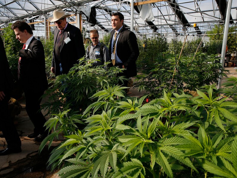 Een rondleiding in een cannabisplantage in Colorado.