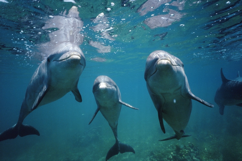 Dolphins