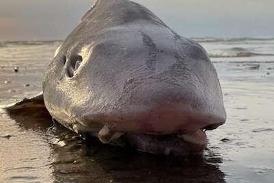 Meerdere gevlekte gladde haaien stranden dood aan in Sint-Idesbald en De Panne: “Wellicht door vissers overboord gegooid”