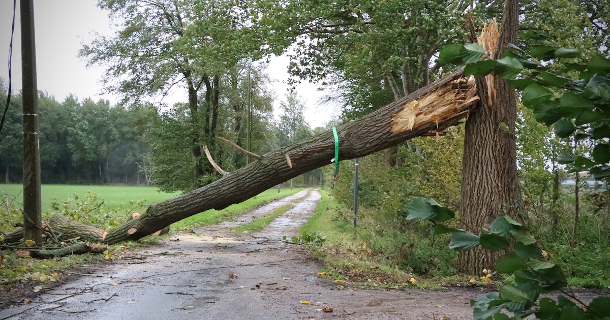 Bomen op wegen en elektriciteitskabels na storm Austen: volg hier al het nieuws uit Limburg | Regio