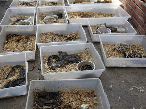 De ruim 300 pythons zaten in plastic bakken.