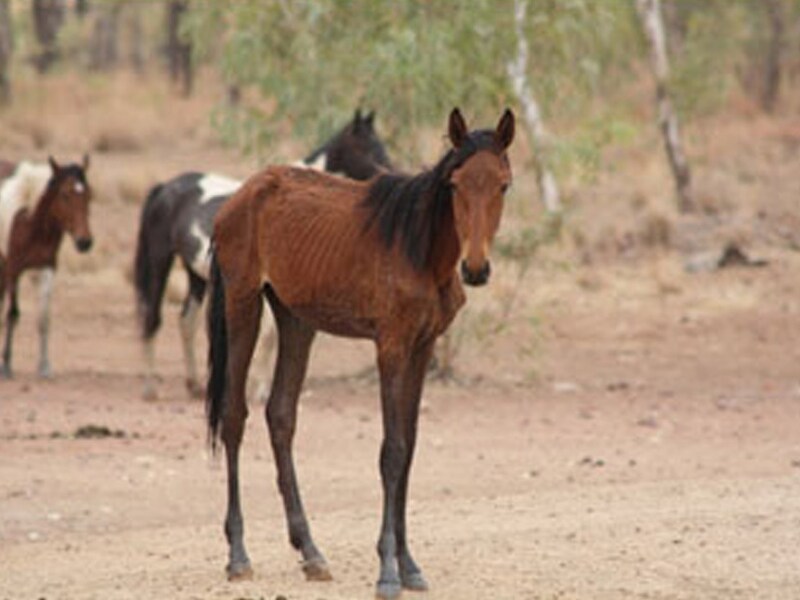 Een uitgehonderd paard in de outback.