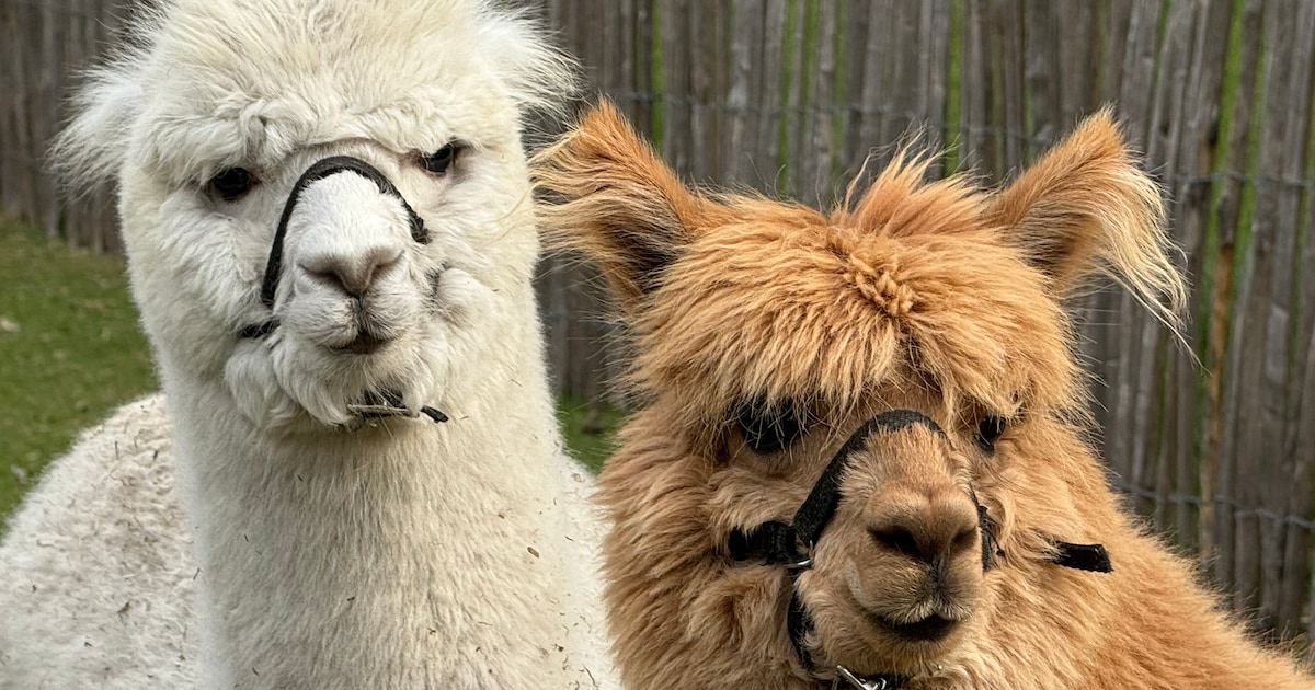 Alpaca’s palmen Klein Boom in tijdens eerste Alpaca Wintershow