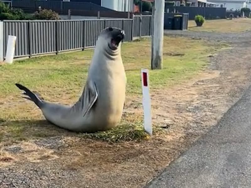 Reusachtige zeeolifant Neil duikt weer op in Tasmanië: zorgen nemen toe nu hij bijna volwassen is