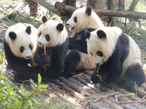 Panda's in het opvangcentrum in Chengdu