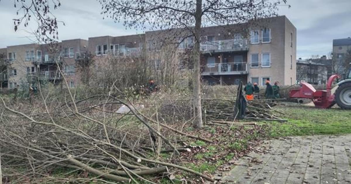 Groenstrook achter gemeentehuis krijgt opfrisbeurt: “De zwarte elzen worden opnieuw in hakhout gezet