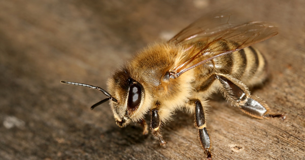 Bijenmarkt en Plantenbeurs zet biodiversiteit in de kijker