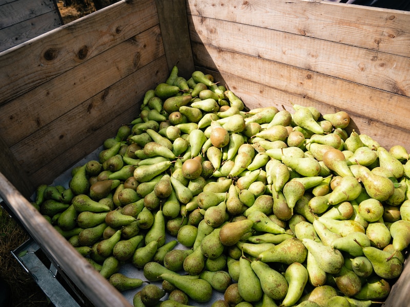 Week van het Fruitig Erfgoed zet boomgaarden en streekfruit in de kijker in Ieper