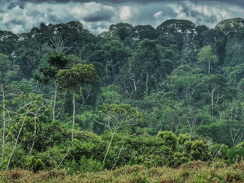Het Amazonewoud. Tropische bossen vertragen klimaatverandering door koolstof uit de atmosfeer te verwijderen en op te slaan in bomen, een proces dat koolstofsequestratie heet. 