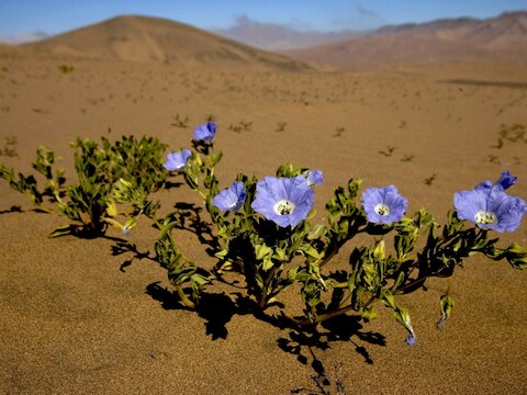 De Atacama-woestijn tussen Copiapo en Vallenar in Chili.