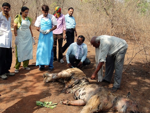 Een van de gedode tijgers in India.