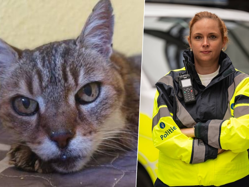 Illustratiebeeld (l.). Meer dan dertig katten werden woensdag weggehaald uit een verwaarloosde woning in Ekeren. Foto (r.) Kim Bastiaens, woordvoerder van politie Antwerpen