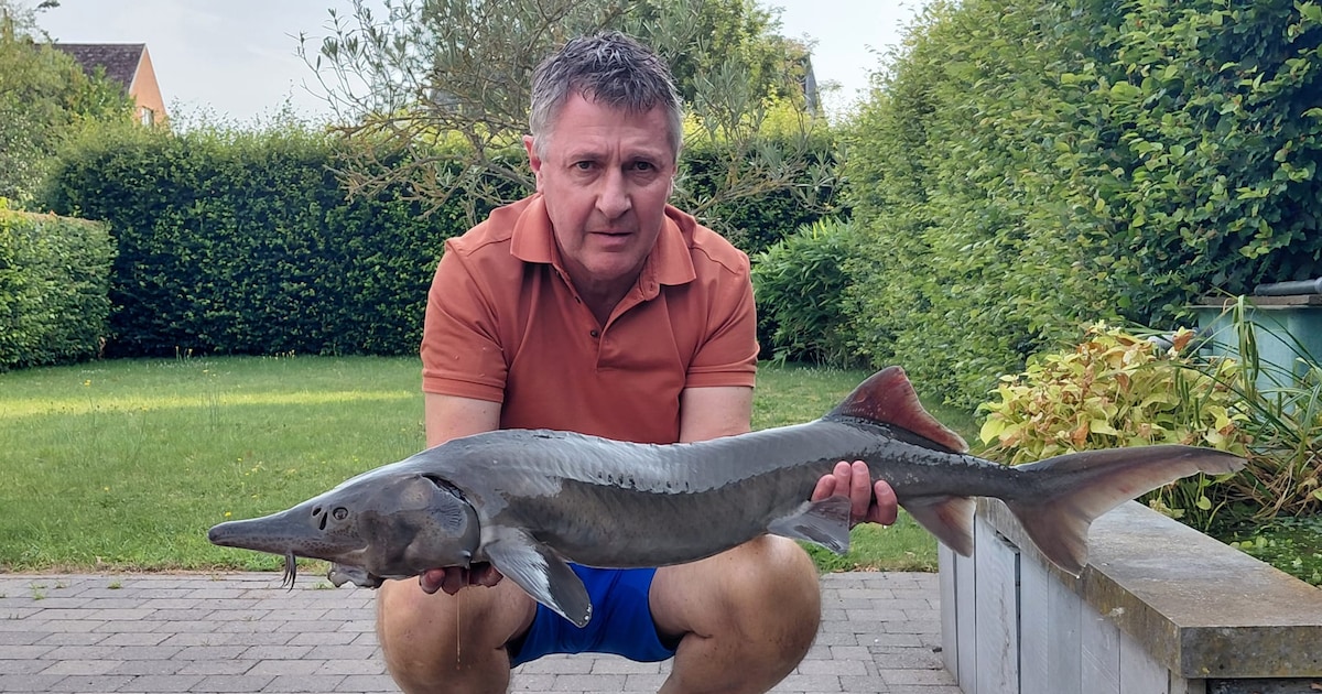 Hitte eist leven van meter lange steur in vijver in Kapelle-op-den-Bos: “Ik had hem al 9 jaar”