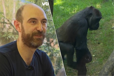 “Hariger dan de meeste patiënten”: waarom topkinesist plots een gorilla moet masseren in de Antwerpse ZOO