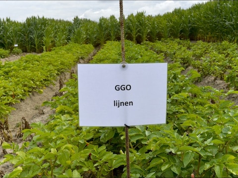 Bedrijven zetten vooral in op ggo-gewassen omdat het een interessante manier is om geld te verdienen met patenten, meldt het agentschap.