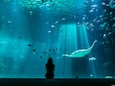 Nausicaá - Het grootste Aquarium in Europa