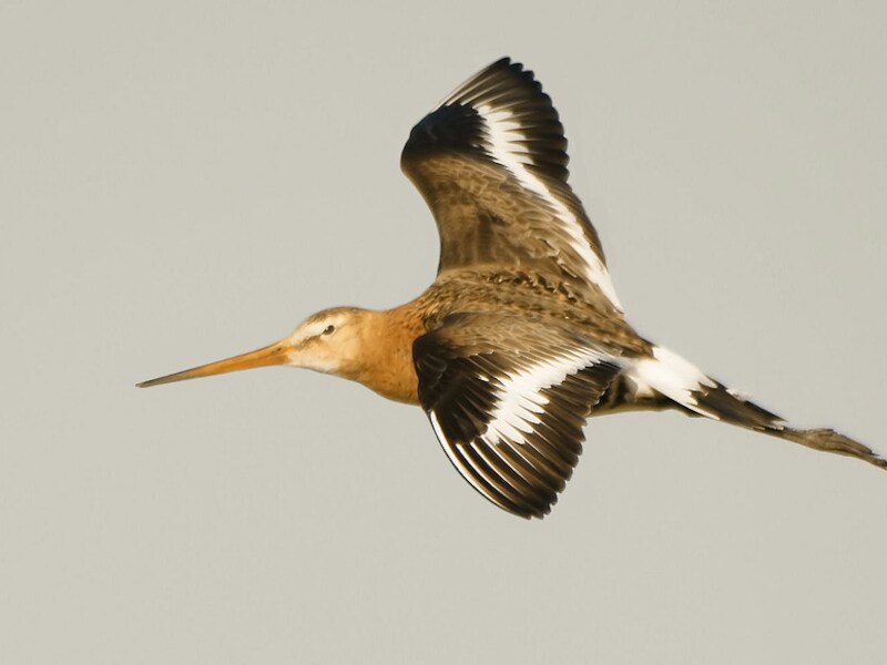 Jonge trekvogels beginnen door veranderingen in hun nest- en broedpatronen steeds vroeger te migreren.