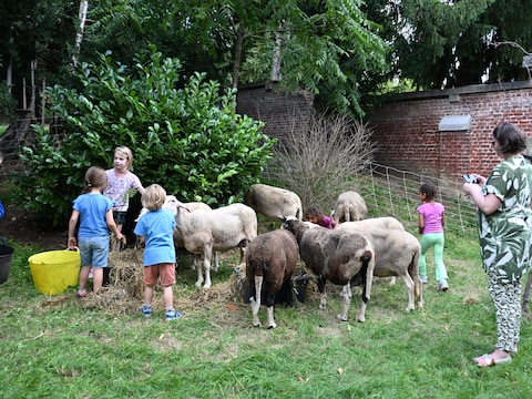 Jaarlijkse schapentrek van ‘Chant des Cailles’ opnieuw populair bij jong en oud