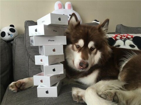 Coco was volgens zijn baasje erg toe aan acht iPhones
