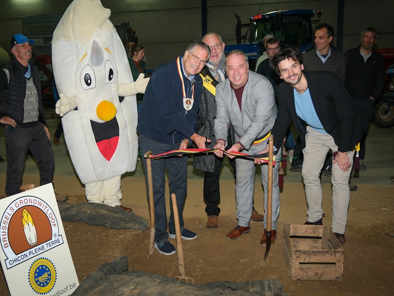 Het Brussels grondwitloofseizoen werd vrijdag officieel geopend.