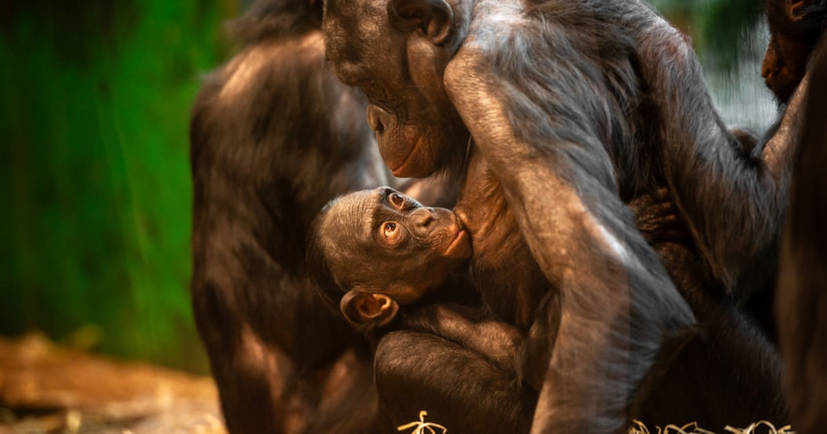 ZOO Planckendael bestudeert oogbewegingen bij bonobo’s: “We willen weten of ze hun aandacht op dezel