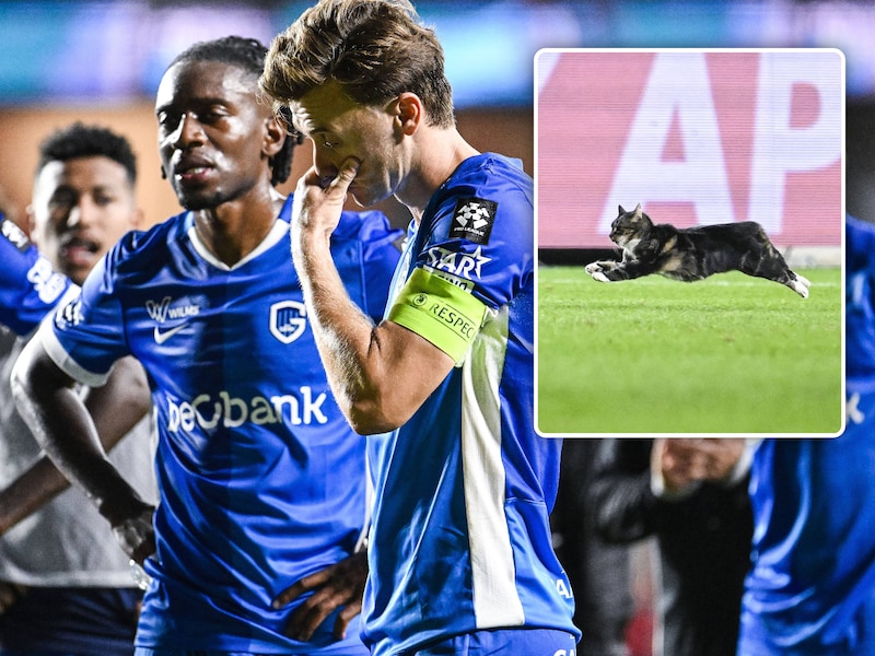Met een verdwaalde kat als symbool: KRC Genk toont op Antwerp dat het zowel op als naast het veld leiders mist
