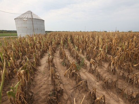 Extreme droogte en hitte in de Verenigde Staten doen graanprijzen stijgen.